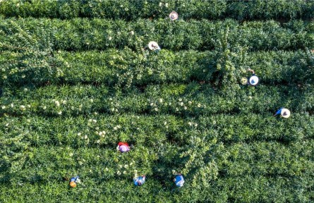 貴州黔西：中藥材種植護(hù)生態(tài)、助增收