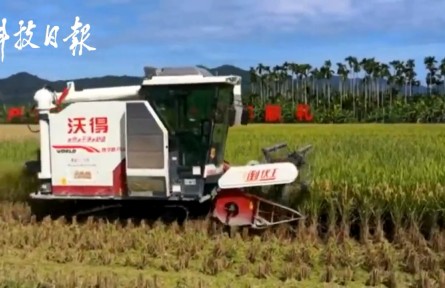 超額完成袁隆平3000斤目標任務！海南雙季稻畝產創(chuàng)紀錄