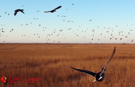 生態(tài)友好·Spectacular gathering of birds seen at Baiyangdian Lake in Xiongan New Area