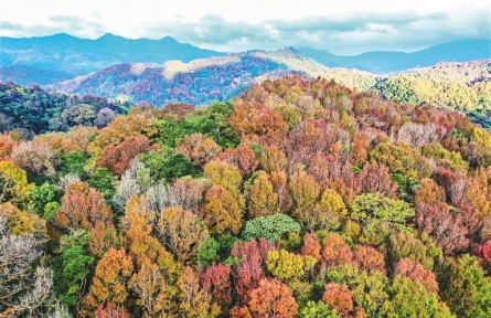 海南五指山市發(fā)布7條賞紅葉旅游路線 山城邀您共赴賞楓之旅