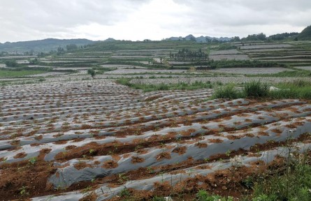 貴州農(nóng)村里來了“年輕管家”