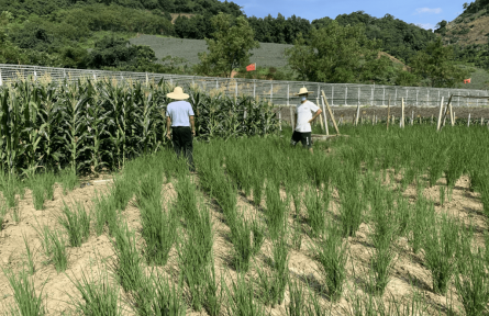 云南河口：干部下沉一線護(hù)航糧食生產(chǎn)安全