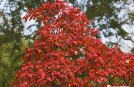 物種故事 | 茶條槭：秋葉紅艷 如“槭”而至