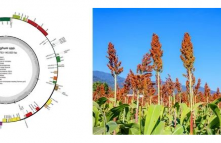 中國農(nóng)業(yè)科學(xué)院研究提出線粒體基因組組裝新策略