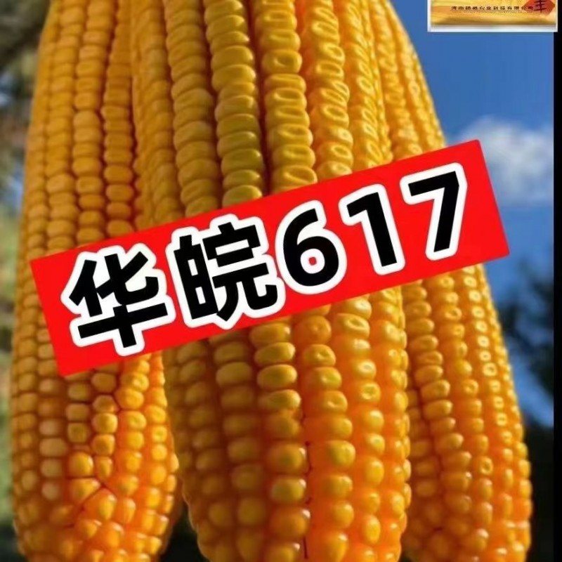 華皖617玉米種子