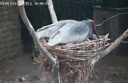 從陜西到山東，生活在黃河三角洲的朱鹮還好嗎？