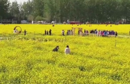 北京近郊面積最大，豐臺怪村200畝油菜花海綻放