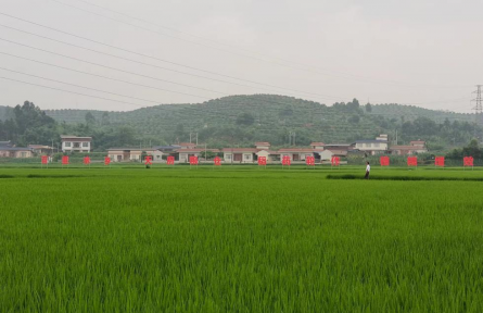 四川樂(lè)山夾江縣茶坊村：把準(zhǔn)產(chǎn)業(yè)方向 聚力搭建集體經(jīng)濟(jì)“紅色平臺(tái)”