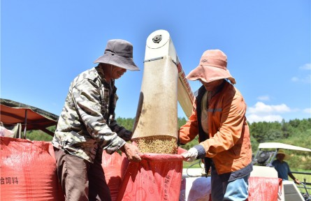 江西撫州黎川：高標準農田“豐”景美