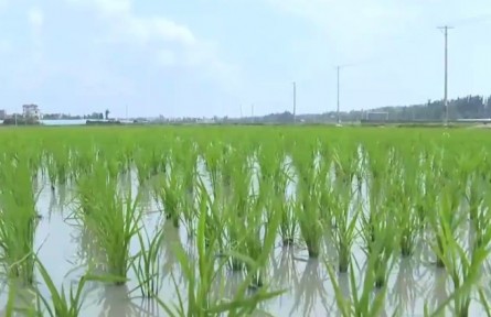 海南：昔日魚塘變“聚寶盆” 鹽堿地變“致富田”