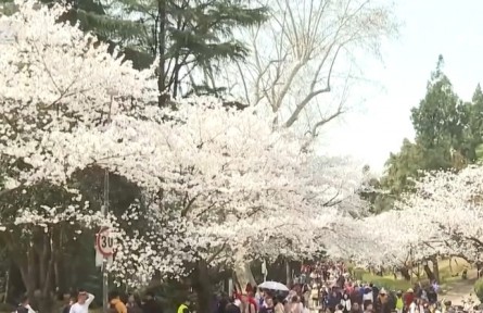 繁花結“金果” “賞花經(jīng)濟”為經(jīng)濟發(fā)展“增”色“添”香