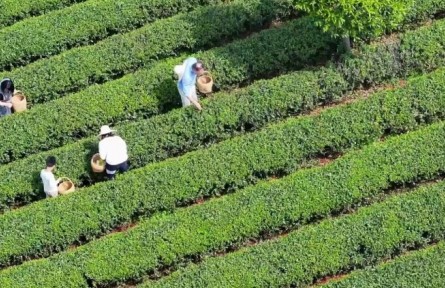 春意正濃茶飄香，湖南長沙望城烏山茶園搶“鮮”開采