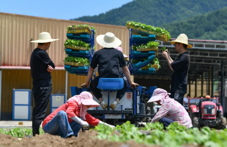 陜西太白 這里的高山蔬菜“高”在哪？