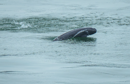 長江流域水生生物資源 aquatic biological resources in Yangtze River Basin