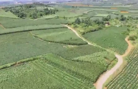 云南各地水果豐收 香飄鄉(xiāng)村大地