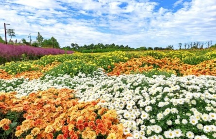 菊花，花中君子，可藥可食