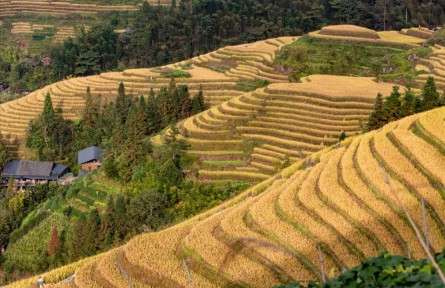 廣西龍勝：守護(hù)千年梯田 “種”出醉人美景